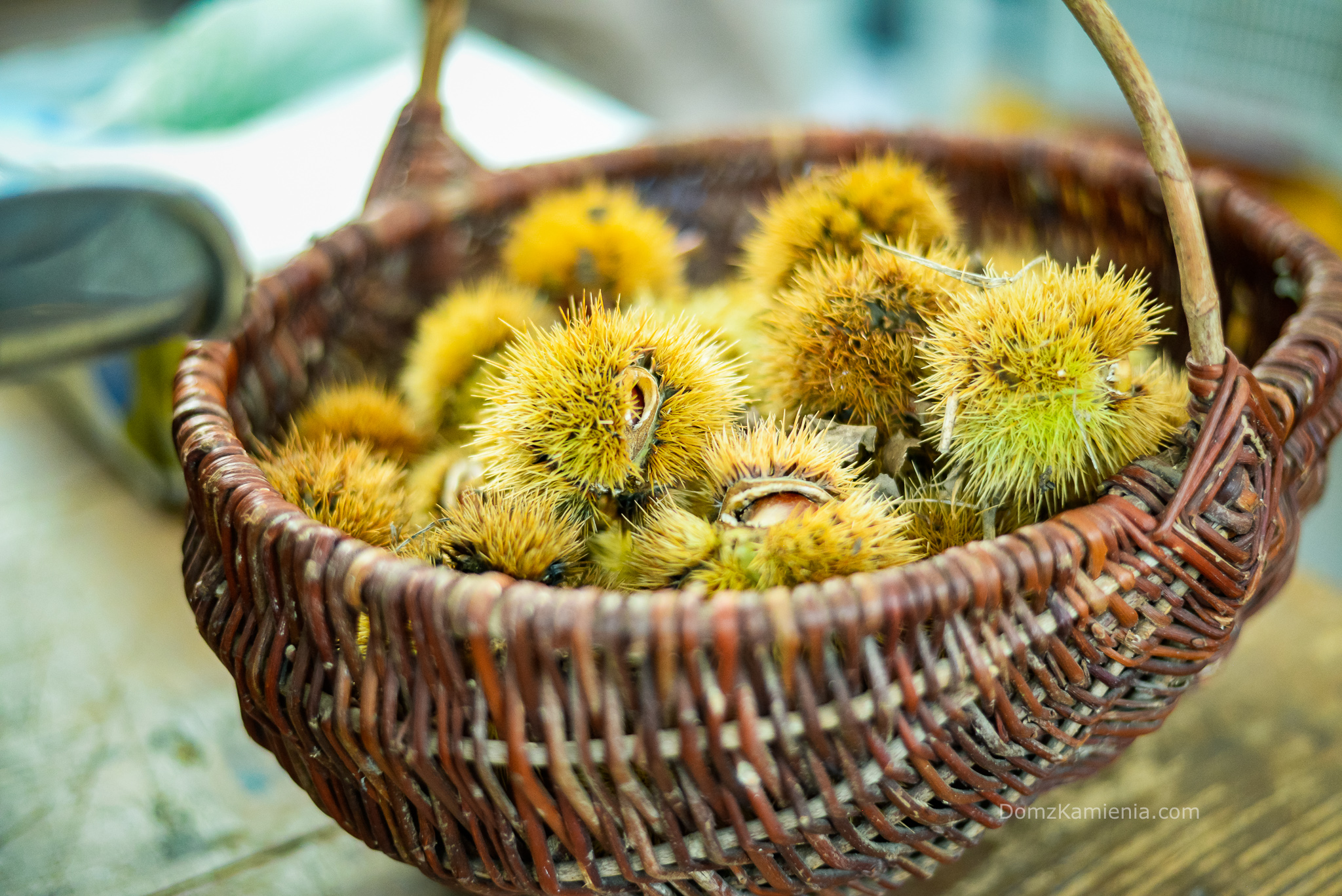 castagne-marradi-2-kasia