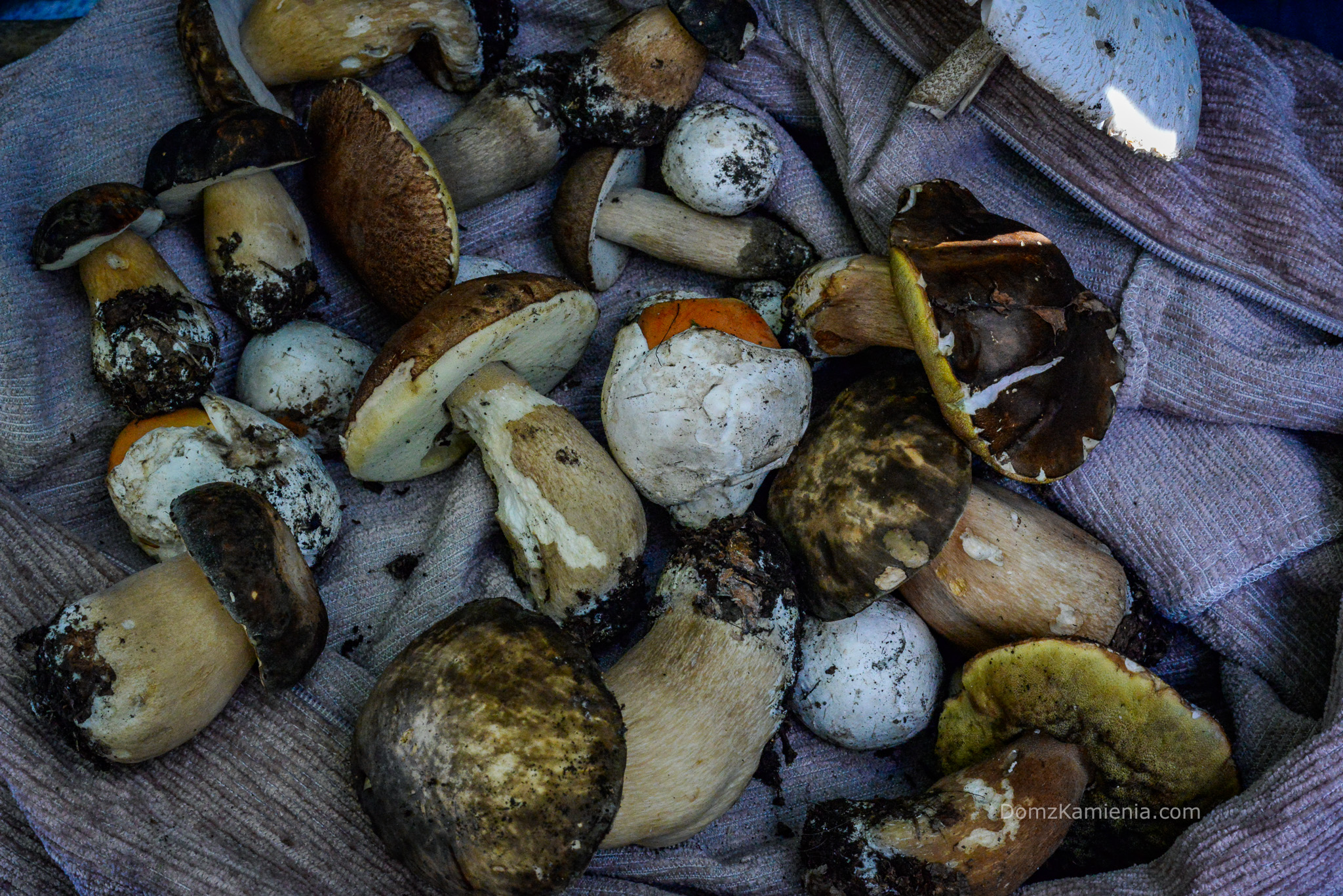 porcini-3-kasia